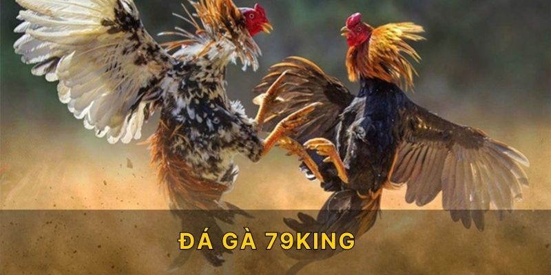 đá gà 79KING