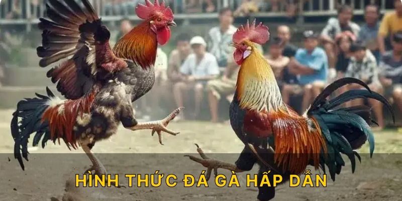 Hình thức đá gà hấp dẫn