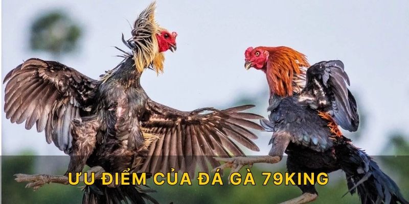 Ưu điểm của đá gà 79king